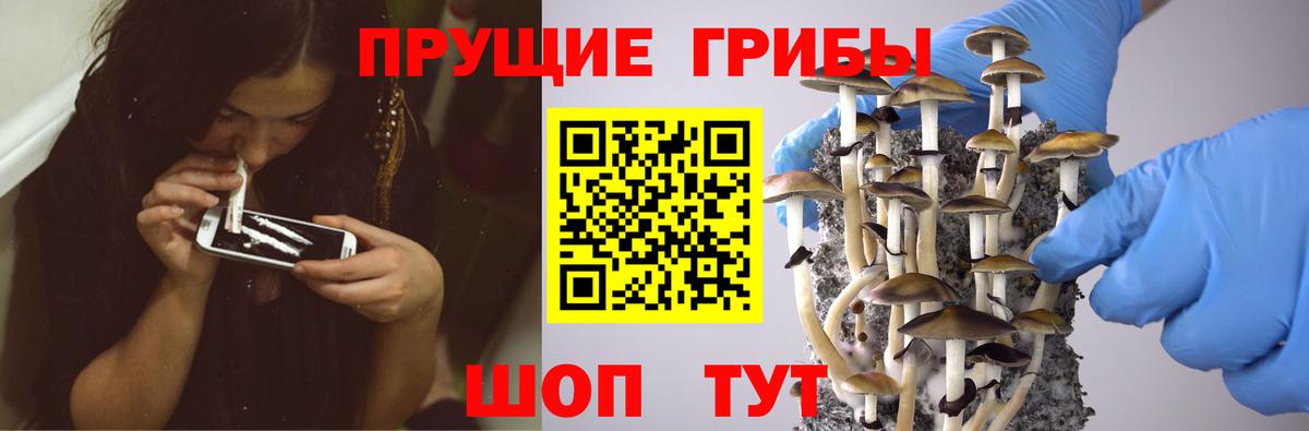 Псилоцибиновые грибы Psilocybe  Невинномысск  даркнет сайт  Галлюциногенные грибы Magic Shrooms 